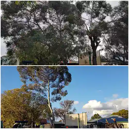All Purpose Tree Services job photo 12