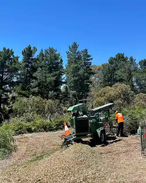 All Purpose Tree Services job photo 5