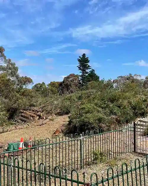 All Purpose Tree Services job photo 6