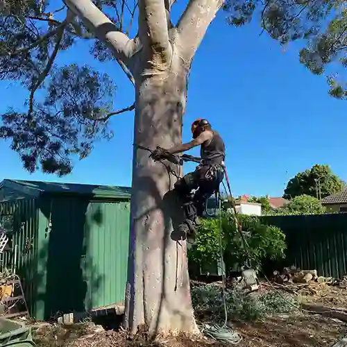All Purpose Tree Services job photo 1