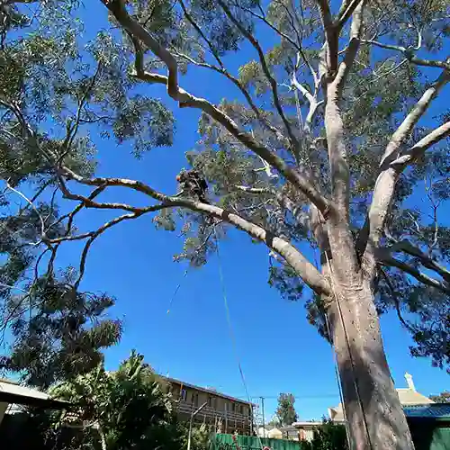All Purpose Tree Services job photo 2