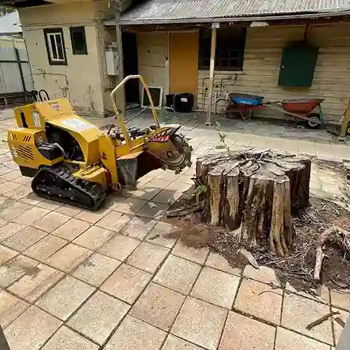 All Purpose Tree Services job photo 9
