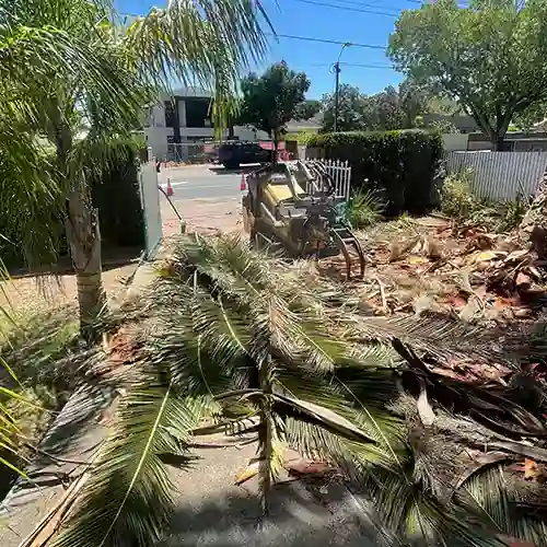 All Purpose Tree Services job photo 10