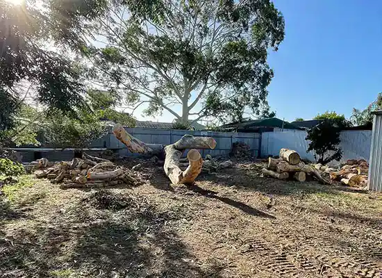 Tree removal